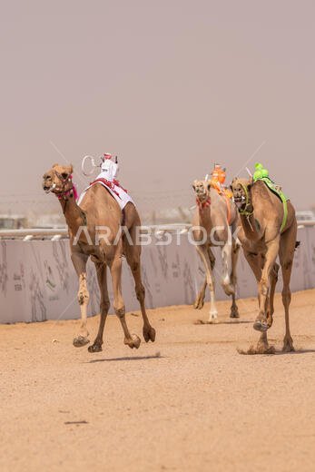سباق الهجن في الطائف، المملكة العربية السعودية