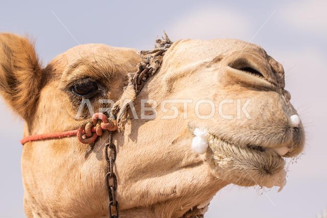 سباق الهجن في الطائف، المملكة العربية السعودية