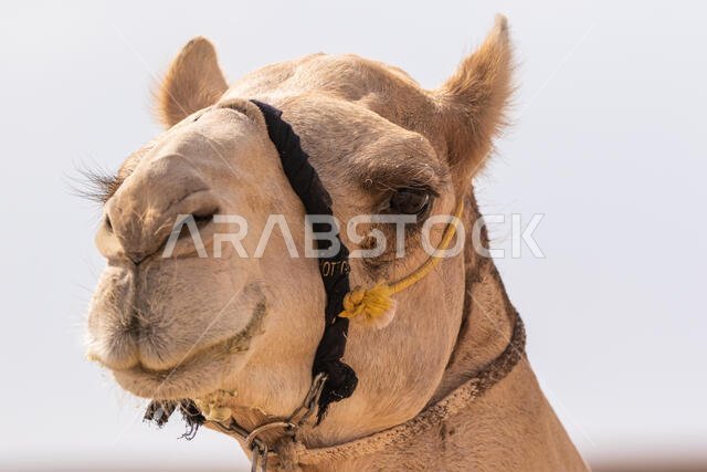 سباق الهجن في الطائف، المملكة العربية السعودية