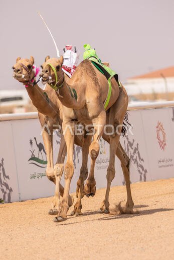 سباق الهجن في الطائف، المملكة العربية السعودية