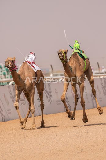 سباق الهجن في الطائف، المملكة العربية السعودية
