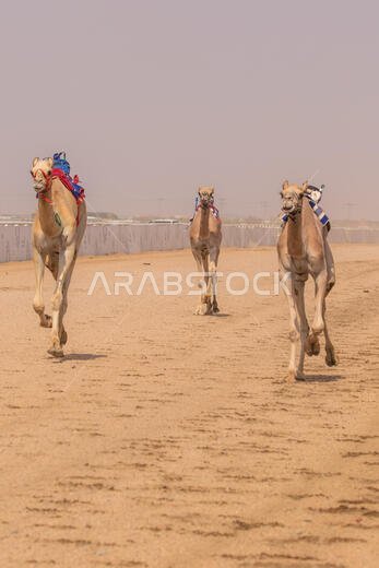 Camel Racing in Taif, Saudi Arabia
