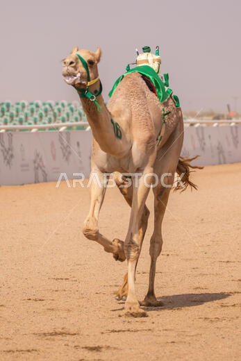 سباق الهجن في الطائف، المملكة العربية السعودية