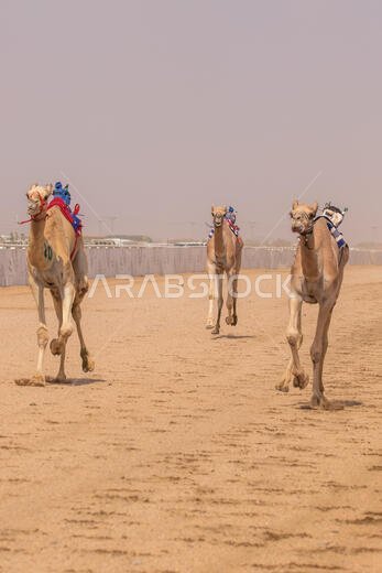 سباق الهجن في الطائف، المملكة العربية السعودية