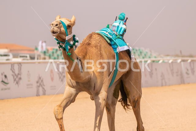 Camel Racing in Taif, Saudi Arabia