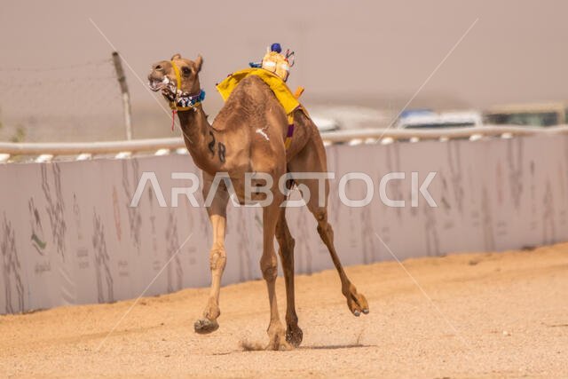 سباق الهجن في الطائف، المملكة العربية السعودية