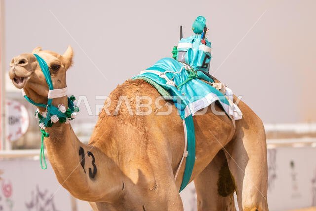 سباق الهجن في الطائف، المملكة العربية السعودية