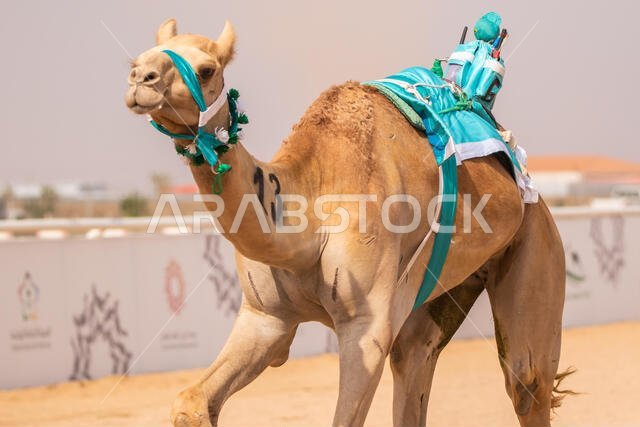سباق الهجن في الطائف، المملكة العربية السعودية