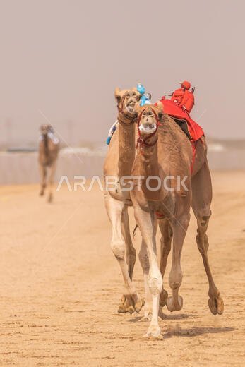 سباق الهجن في الطائف، المملكة العربية السعودية