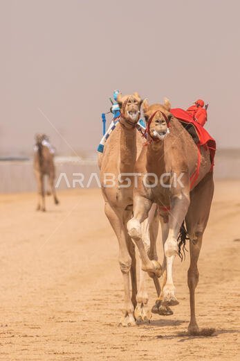 سباق الهجن في الطائف، المملكة العربية السعودية