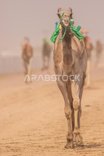 سباق الهجن في الطائف، المملكة العربية السعودية