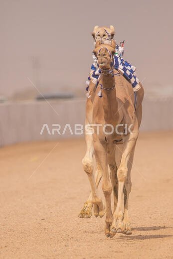 Camel Racing in Taif, Saudi Arabia