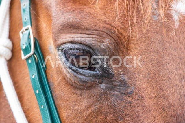 سباق الخيل في مضمار الملك خالد، الطائف، المملكة العربية السعودية 14/06/2019