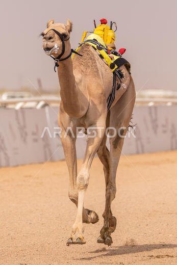 Camel Racing in Taif, Saudi Arabia