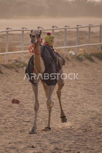 Camel Racing in Taif, Saudi Arabia