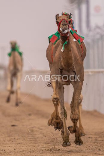 سباق الهجن في الطائف، المملكة العربية السعودية