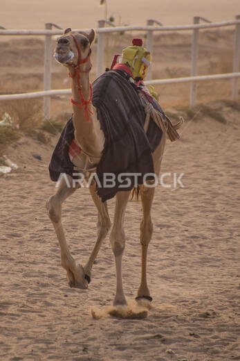 Camel Racing in Taif, Saudi Arabia