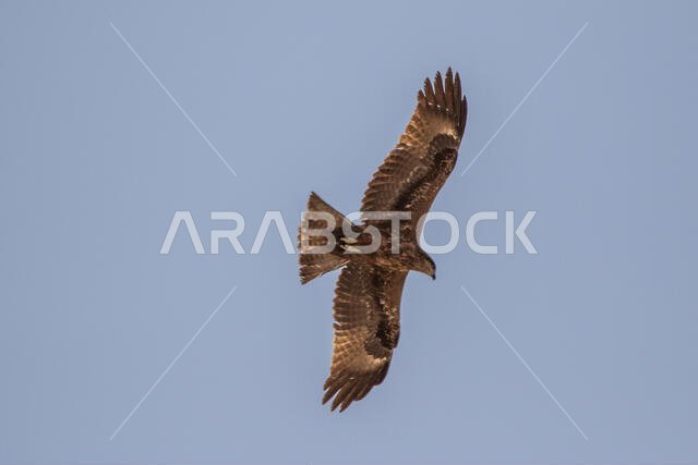 طائر الحدأة السوداء يحلق