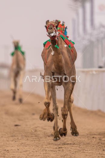 سباق الهجن في الطائف، المملكة العربية السعودية