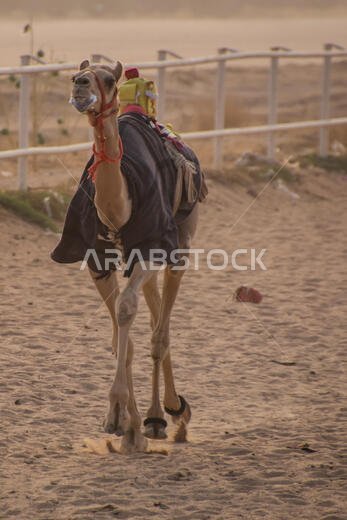 سباق الهجن في الطائف، المملكة العربية السعودية