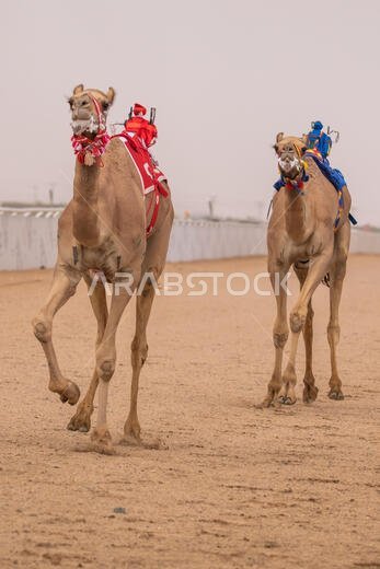 سباق الهجن في الطائف، المملكة العربية السعودية