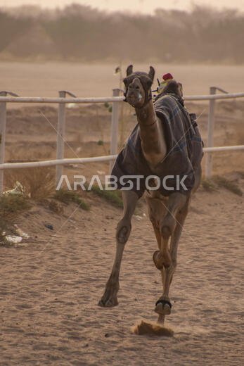 سباق الهجن في الطائف، المملكة العربية السعودية