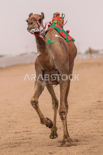 سباق الهجن في الطائف، المملكة العربية السعودية