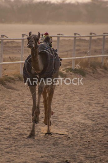 سباق الهجن في الطائف، المملكة العربية السعودية