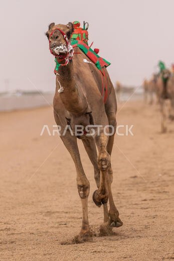 سباق الهجن في الطائف، المملكة العربية السعودية