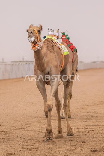 سباق الهجن في الطائف، المملكة العربية السعودية