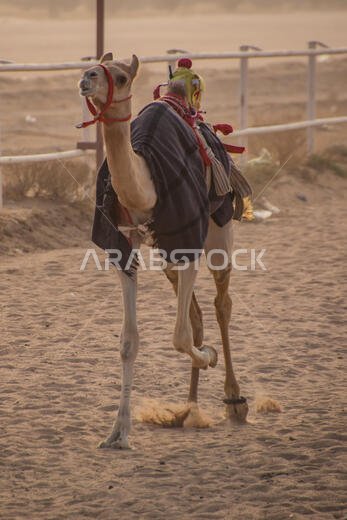Camel Racing in Taif, Saudi Arabia