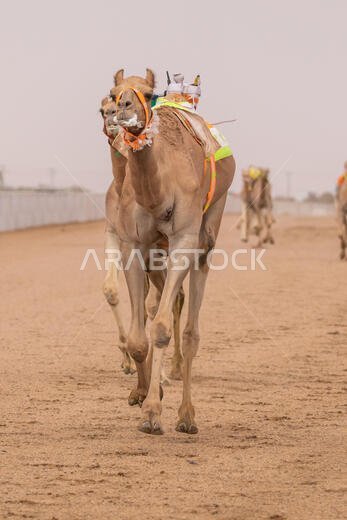 Camel Racing in Taif, Saudi Arabia