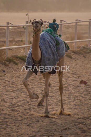 سباق الهجن في الطائف، المملكة العربية السعودية