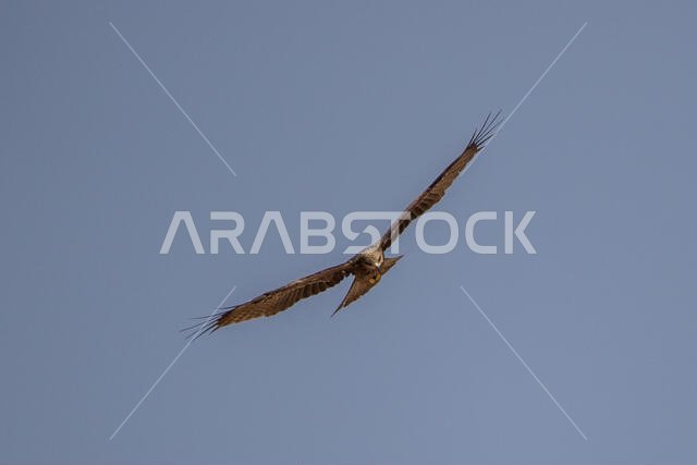طائر الحدأة السوداء يحلق
