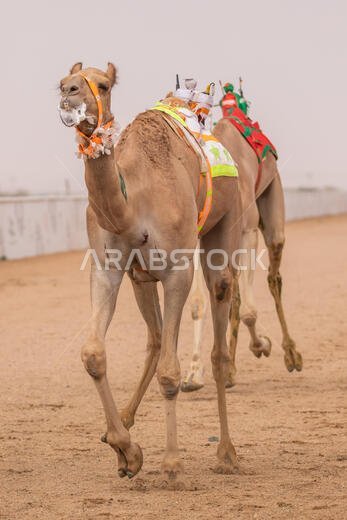 Camel Racing in Taif, Saudi Arabia