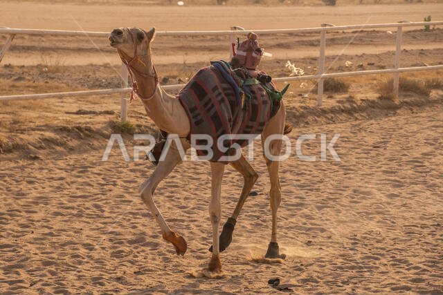 Camel Racing in Taif, Saudi Arabia