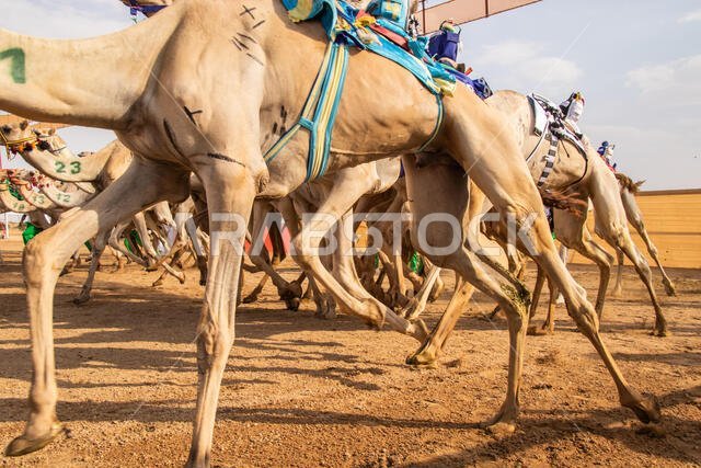 سباق الهجن في الطائف، المملكة العربية السعودية