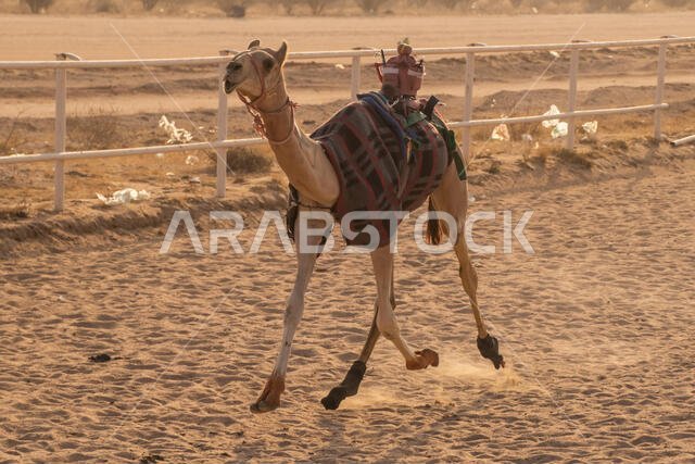 سباق الهجن في الطائف، المملكة العربية السعودية