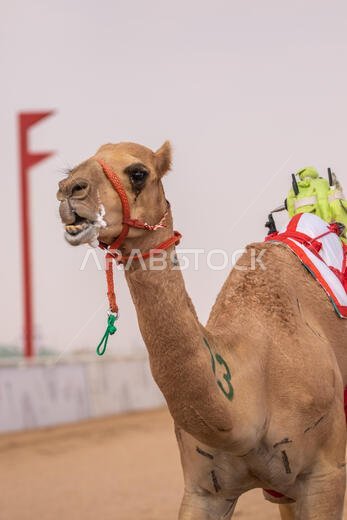 سباق الهجن في الطائف، المملكة العربية السعودية