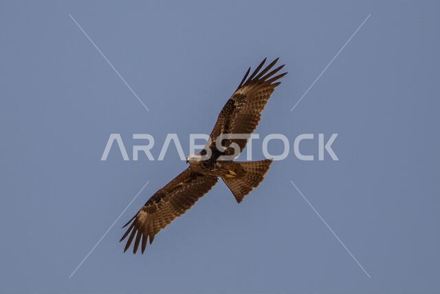 طائر الحدأة السوداء يحلق