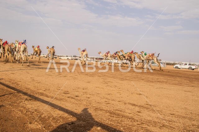 سباق الهجن في الطائف، المملكة العربية السعودية