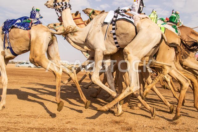 Camel Racing in Taif, Saudi Arabia