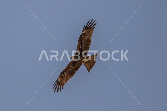 Black Kite Soaring