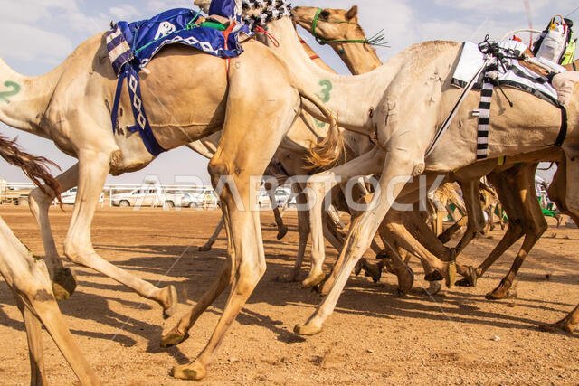 Camel Racing in Taif, Saudi Arabia