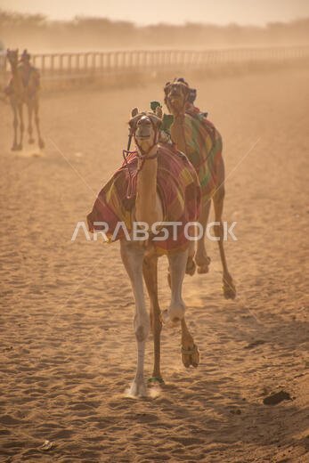 Camel Racing in Taif, Saudi Arabia
