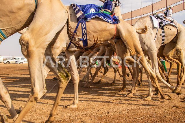 سباق الهجن في الطائف، المملكة العربية السعودية