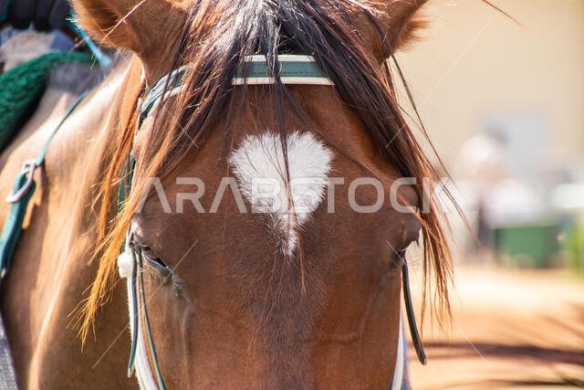 سباق الخيل في مضمار الملك خالد، الطائف، المملكة العربية السعودية، 28/06/2019