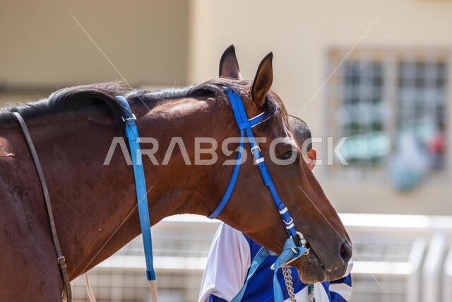 سباق الخيل في مضمار الملك خالد، الطائف، المملكة العربية السعودية، 28/06/2019