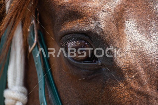 Horse Racing from King Khalid, Taif, Saudi Arabia 29/06/2019