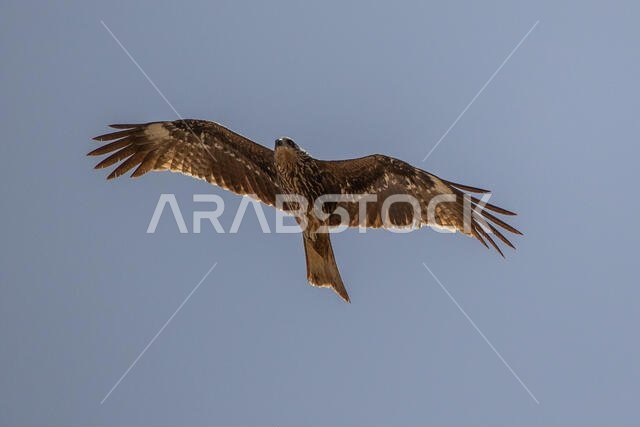 طائر الحدأة السوداء يحلق